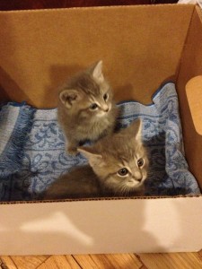 kittens-box